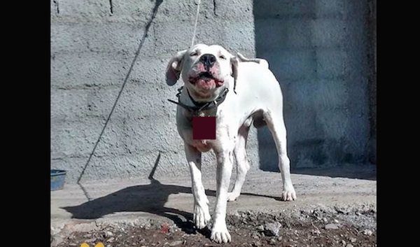 Injured Dog Freed From Chain Thanks To Photo Posted On Facebook