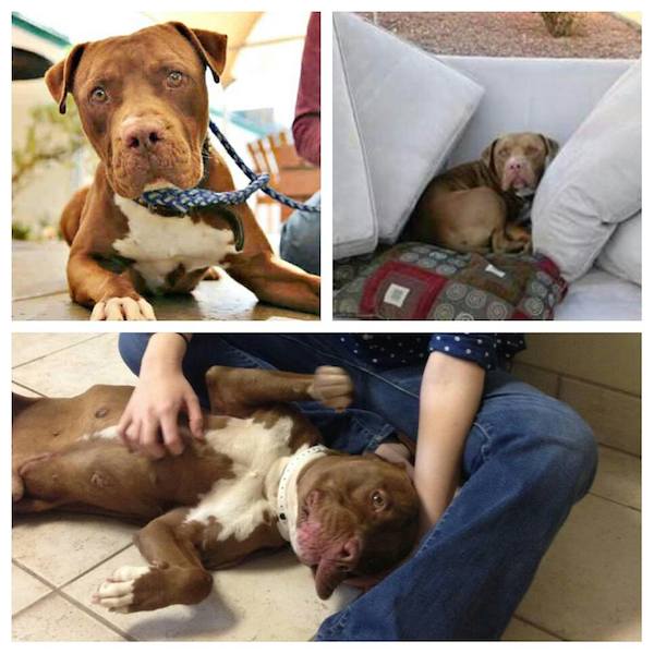 brownie-adopted2