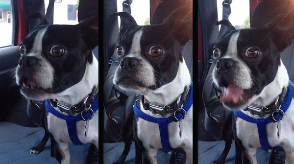 boston terrier barks