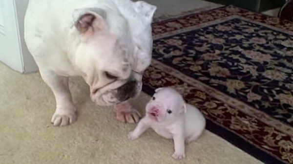 Puppy gives his mom attitude