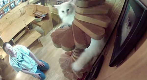 man creates cat fun house