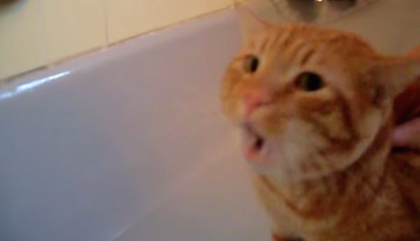 cat in bath