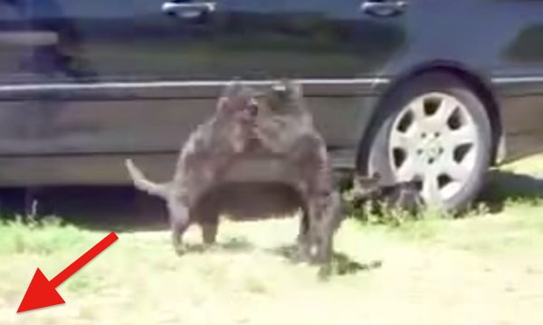 Two Cats Get Into An Ugly Fight, But Then The Dogs Show Up