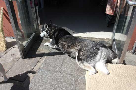 Husky Loses All 4 Paws In A Horrific Act Of Cruelty, But Veterinarian Helps Him Walk Again