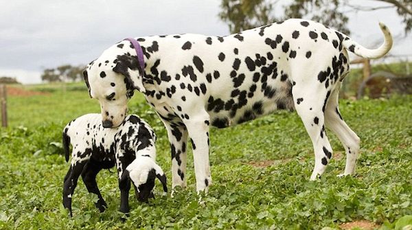 Spotted Lamb Rejected By Her Mother Is Adopted By Dalmatian