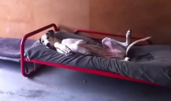 Great Dane Hilariously Protests Getting Up In Morning