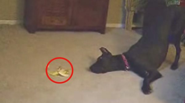 Great Dane Hilariously Reacts To The ‘Scary’ Banana She Finds On The Floor