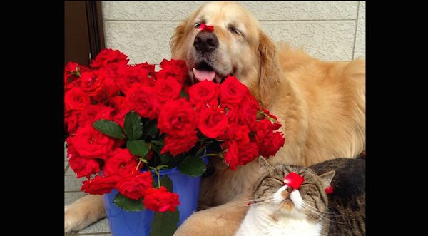 Adorable Dog And Cat Do Everything Together, Including Taking Baths