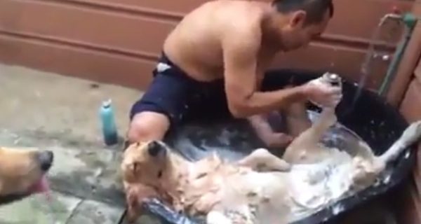 dog gets bath