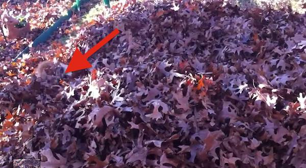 Adorable Dog Has The Time Of Her Life In A Huge Pile Of Leaves