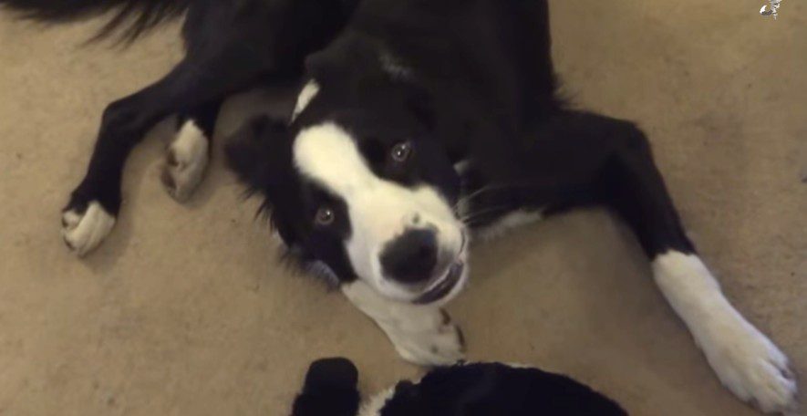 dog sings to toy