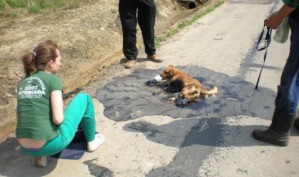 dog stuck to the road