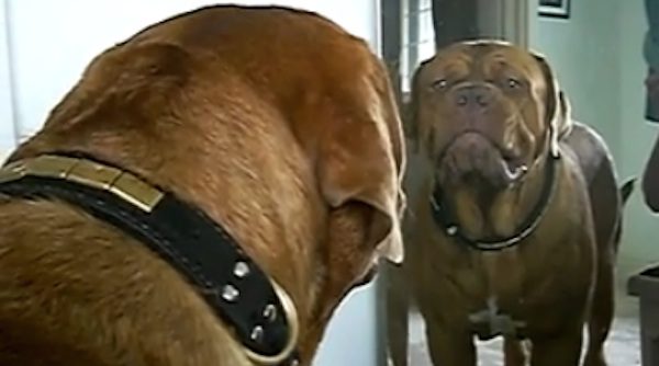 dog sees his reflection
