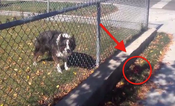 Clever Dog Tricks Passerby Into Playing Fetch With Him
