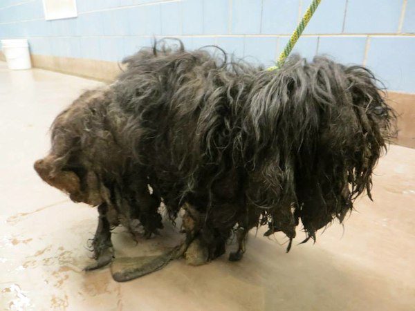 Neglected Dog So Matted That Rescuers Couldn’t Tell Her Front From The Back