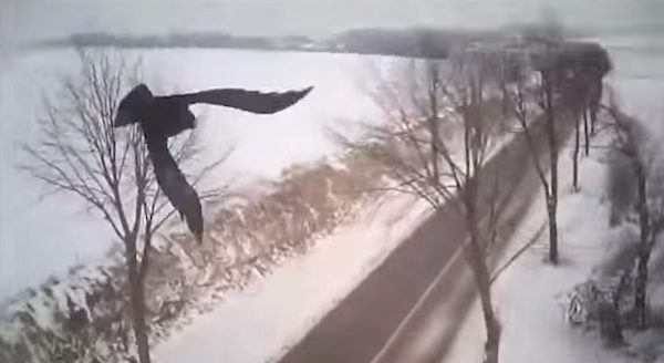 Unique Footage Of Falcons Hunting Shows The Intense Chase From The Falcon’s POV. Incredible!