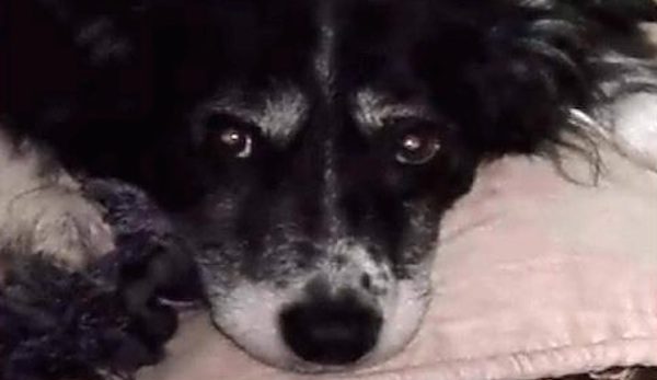 Woman Fulfills Her Dog’s Dying Wish In Most Touching Way