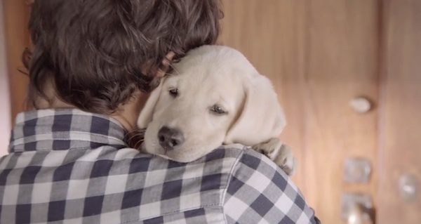 Budweiser puppy