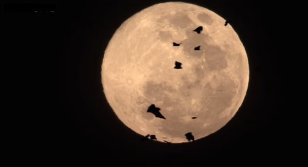 Amazing Footage Of World’s Largest Gathering Of Fruit Bats