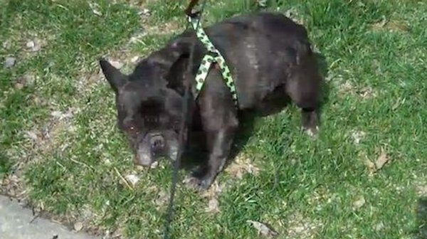 dog scares himself with farts