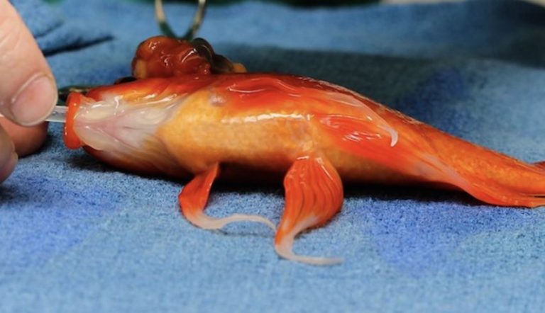 Goldfish Bullied Because Of A Tumor Gets Life-Saving Brain Surgery