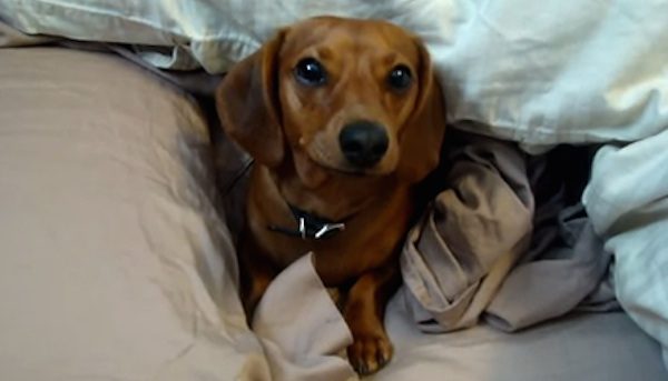 grumpy dachshund