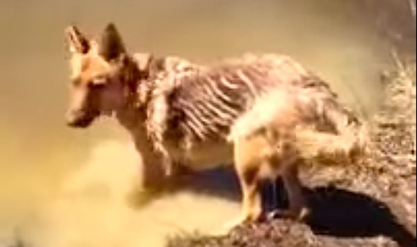 German shepherd throws fit