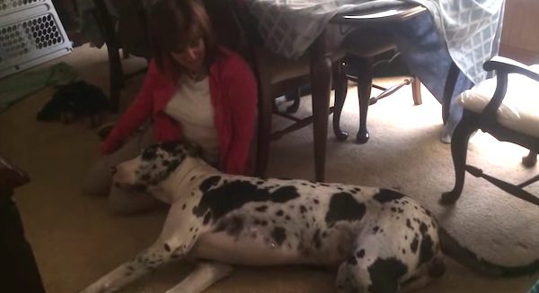 happy great dane