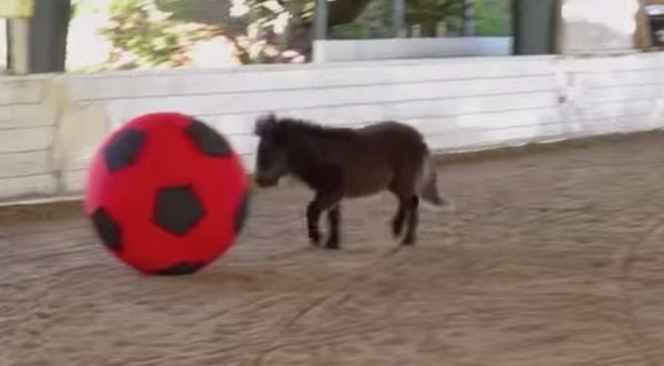 mini horse with ball