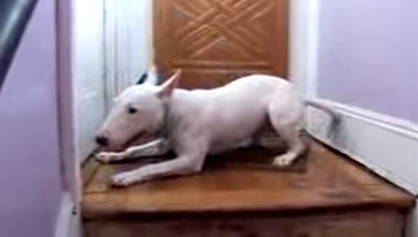 dog hucklebutt