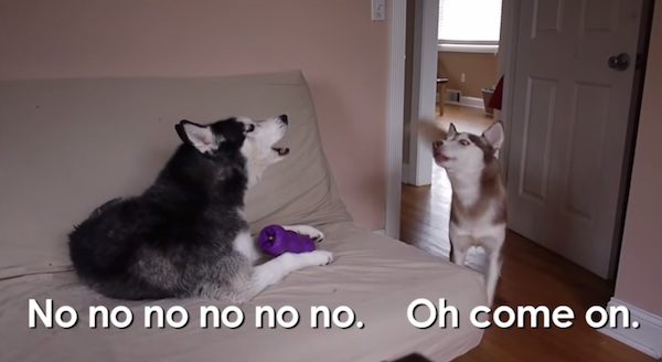 huskies argue over toy