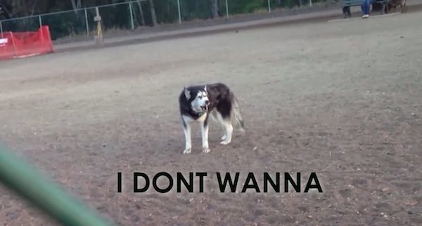 Husky Adorably Protests Whenever It’s Time To Leave The Dog Park