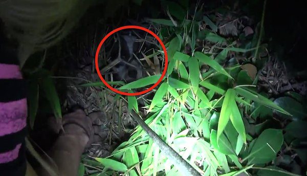 Rescuers Try To Get An Injured Stray Dog And Ended Up Saving More Lives Than Expected