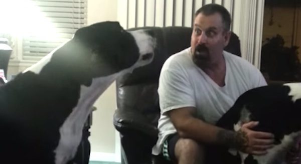 great dane throws a tantrum