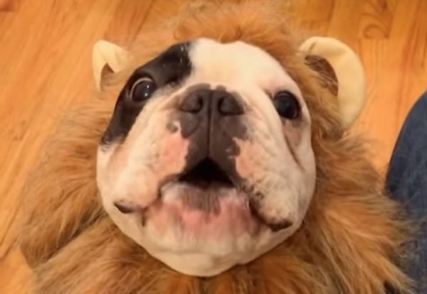 Adorable French Bulldog Does His Best Lion Impression