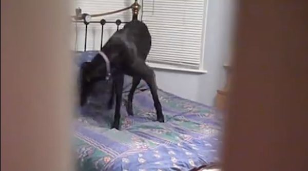 dog remakes bed