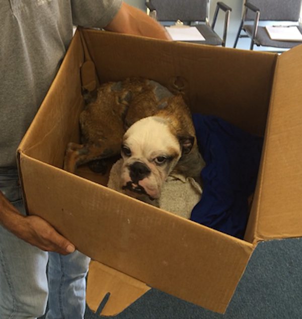 princess-bulldog-1
