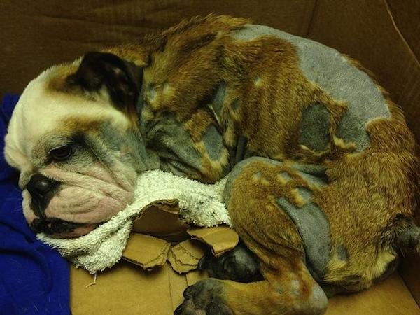 princess-bulldog-2