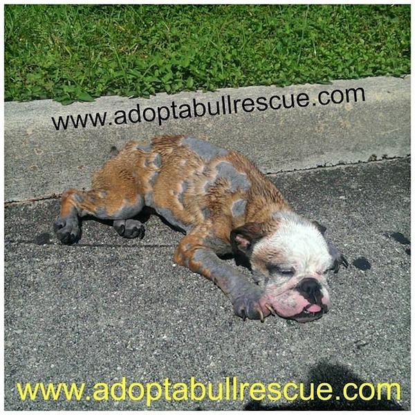 princess-road-bulldog-1