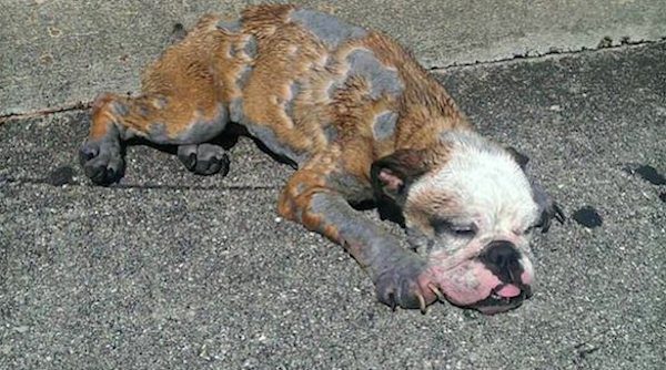 bulldog puppy discovered on road