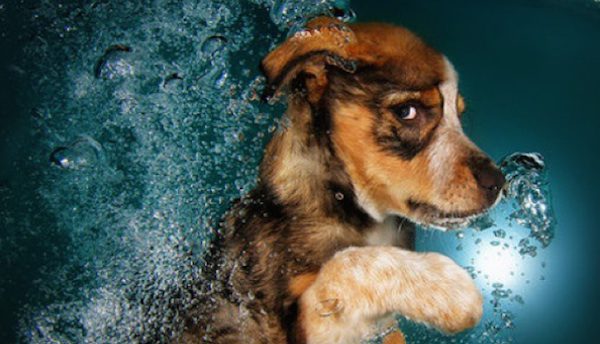 Photos Of Puppies Diving Underwater Vividly Capture Their Determination