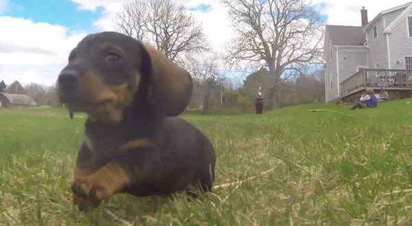 puppy running