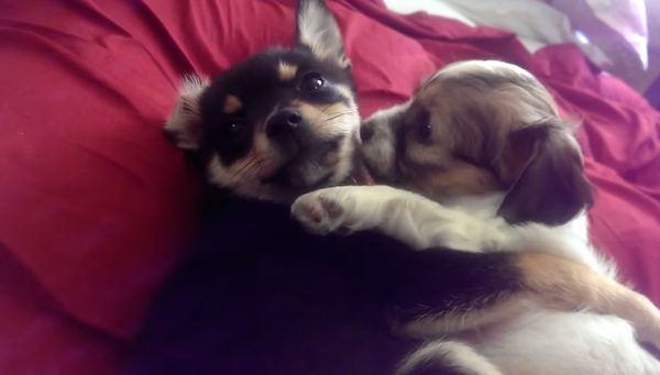 puppy hugs