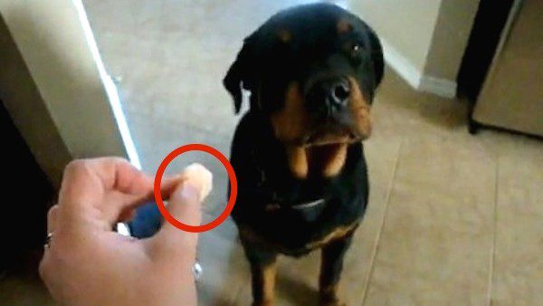 rottweiler refuses shrimp
