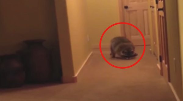 rolly raccoon