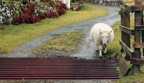 Clever Sheep Figures Out Way To Get Across Cattle Grid
