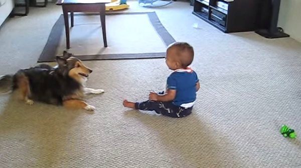 sheltie plays with toddler