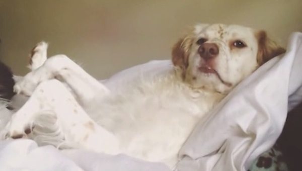 Spaniel answers question
