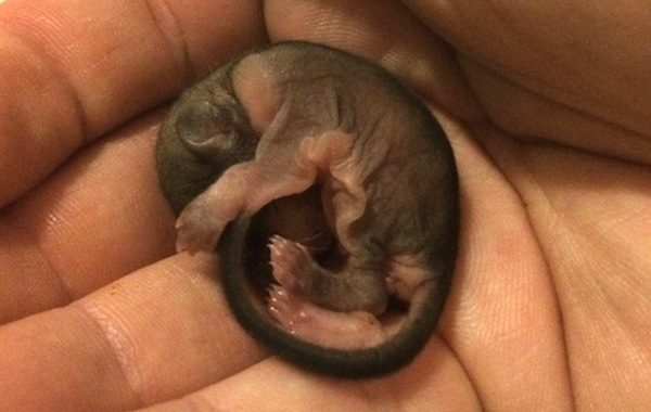 Man Saves Abandoned Baby Flying Squirrel He Finds On Sidewalk And Hand Rears Her