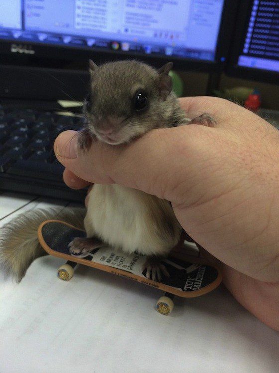 squirrel12